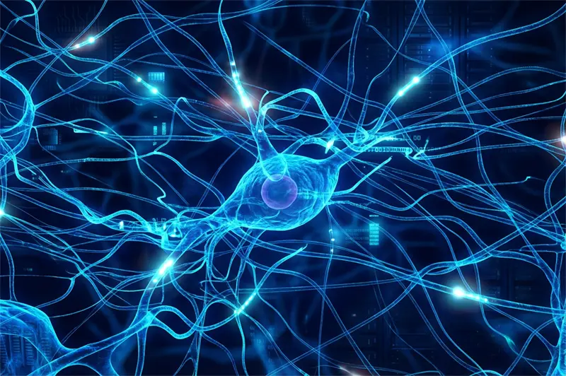 i+d+f neurona informatica